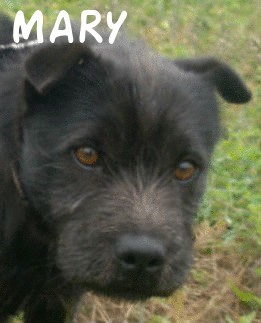 MARY